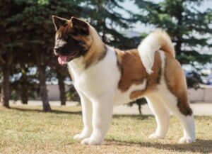 Akita Dog Breed Health and Care