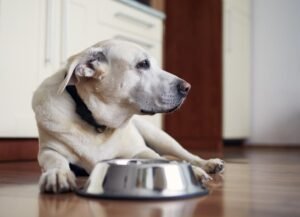 What to Feed Dogs After They’ve Vomited