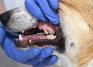 How Much Does Dog Teeth Cleaning Cost?