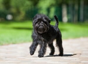 Affenpinscher Dog Breed Health and Care