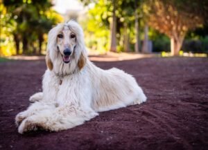 Afghan Hound Dog Breed Health and Care