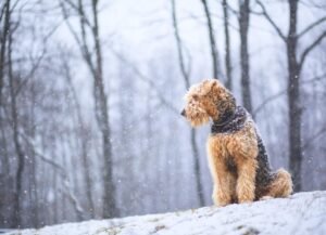 Airedale Terrier Dog Breed Health and Care