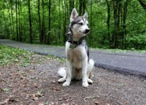 Alaskan Klee Kai Dog Breed Health and Care