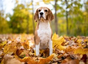 Dog Muscle Spasms: Common Causes and When To Call Your Vet