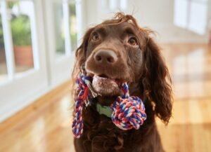 Why Do Dogs Bring You Toys When You Get Home?