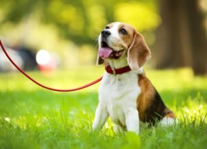 The 8 Best Flea and Tick Medications for Dogs in 2024, Recommended by Vets