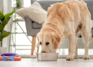 Should I Feed My Dog Grain-Free Diet?