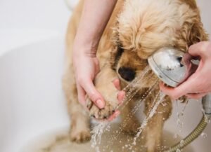 8 Vet-Approved Home Remedies for Your Dog