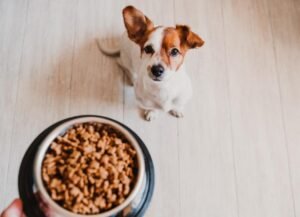 Dog Feeding Chart: How Much Food Should I Feed My Dog?