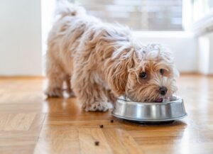 What to Feed a Dog With Bladder Stones