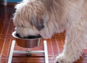 Dog Nutrition: Guide to Dog Food Nutrients