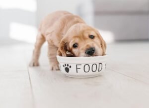 What You Need to Know About Puppy Food